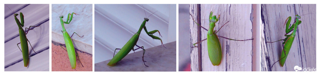 Koncert: imádkozás - zongorázás - tánc - kifulladás - tapsravárás