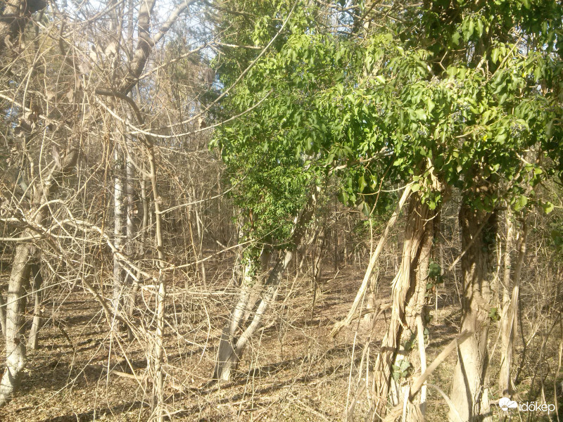 Túlélő