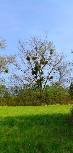 Élősködő albérlők
