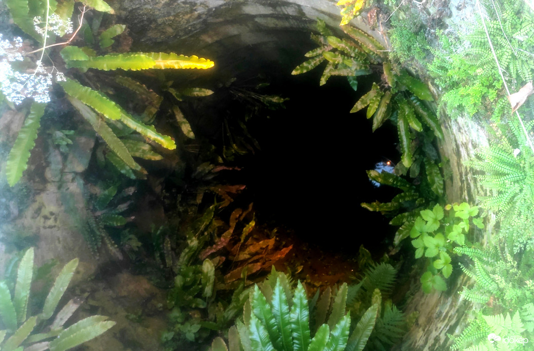 Egy kút élővilága