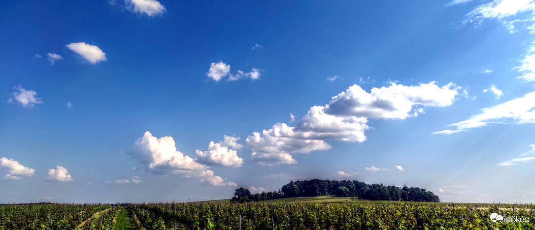 Felhők a szőlőben