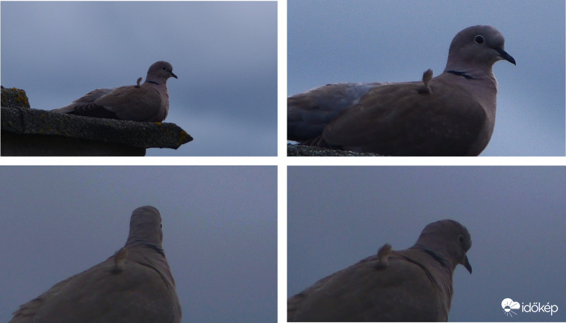 Feláll a hátán a    ̶s̶z̶ő̶r̶ toll