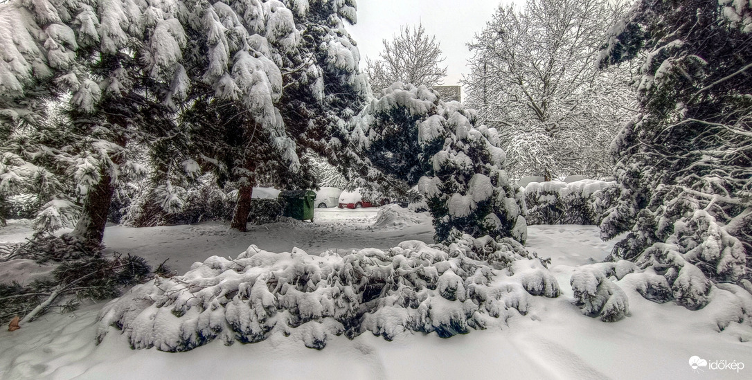 A hólepel nemcsak szép, de néha káros is