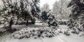 A hólepel nemcsak szép, de néha káros is