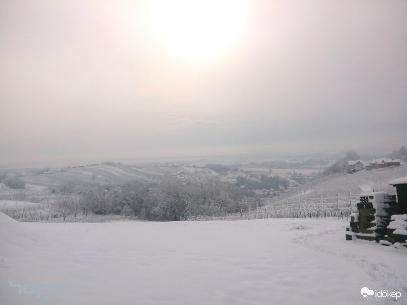 Lecsapott a hó aszőlősre