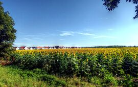 Napraforgós lakópark