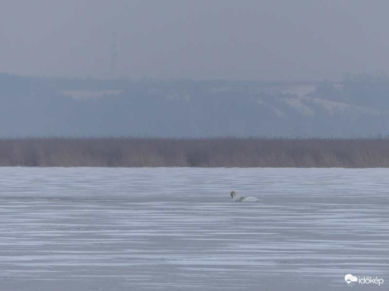 Mert úszni jó (vagy enni?)