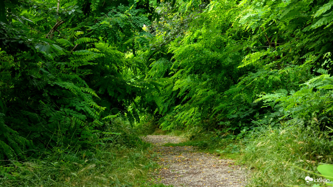 Esők után őserdő 