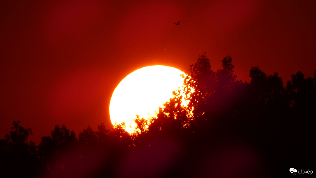 Madárka száll reája