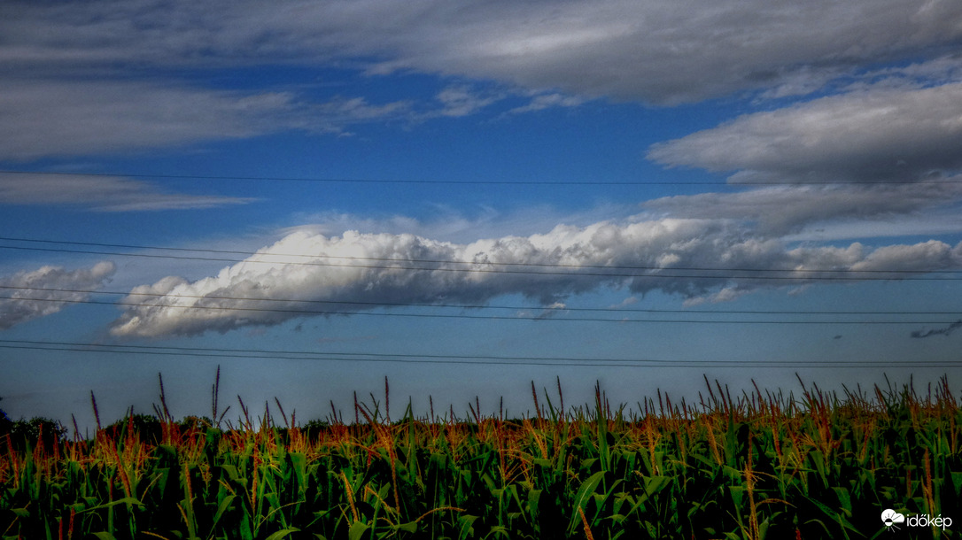 Égi torpedó - a kukoricás felett 