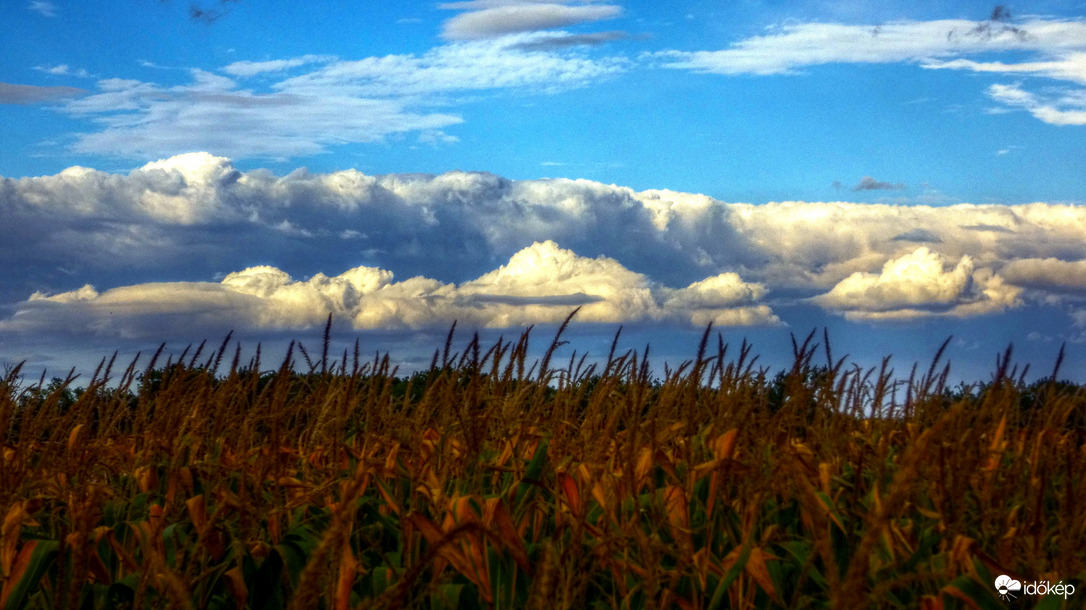A kukoricás felett