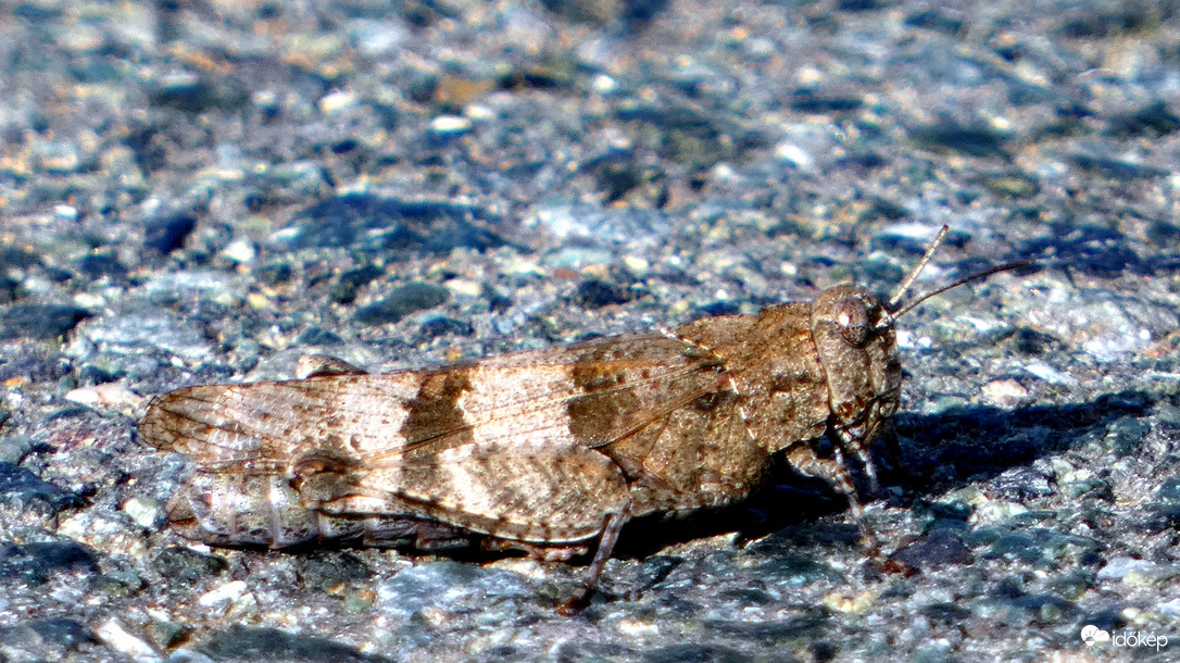 Páncélosvitéz   (szöcske)