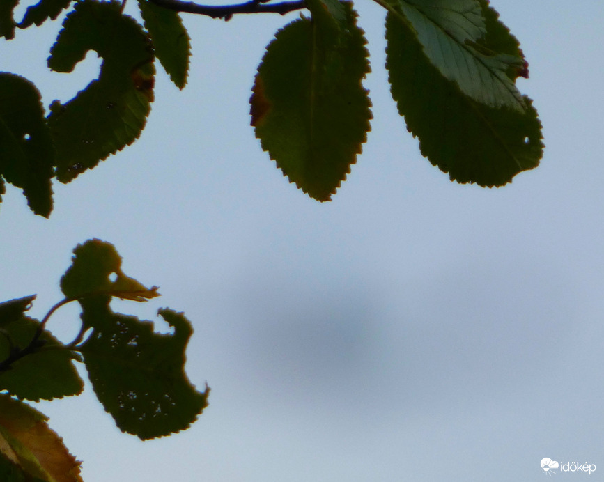 Madár is legyen a fán - ha nincs, levél is jó lesz