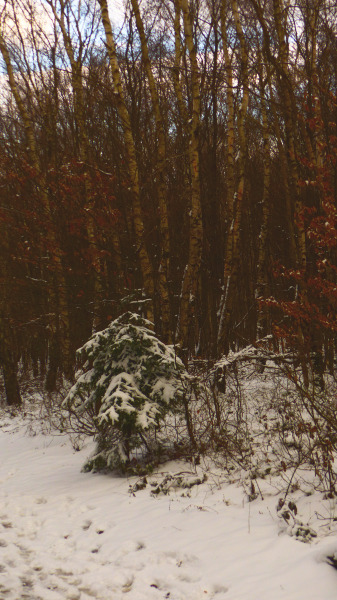  ̶K̶a̶r̶á̶c̶s̶o̶n̶y̶f̶a̶  Húsvétfa