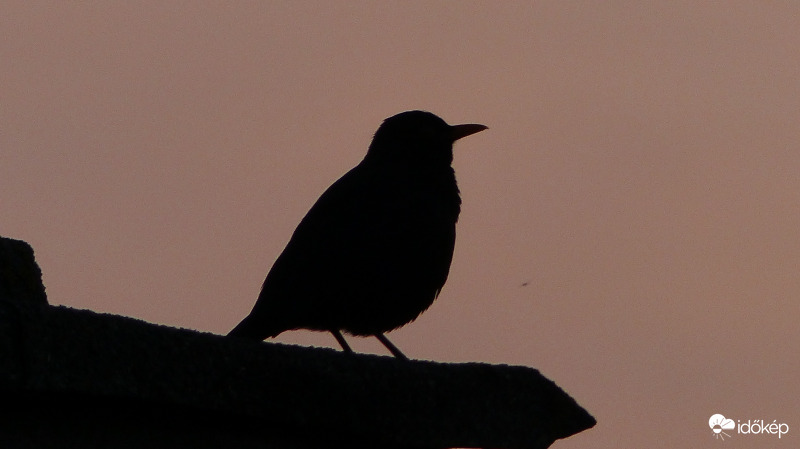 Naplemente közönsége - még a muslinca sem érdekli