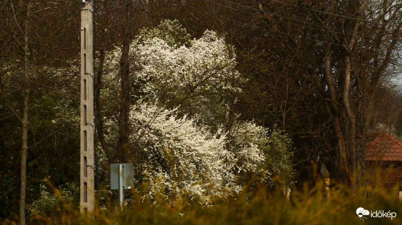 Ki(be)tört a tavasz