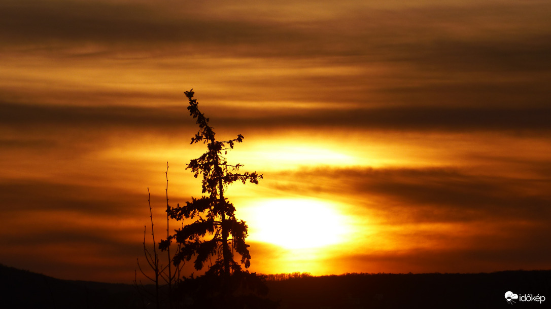 Széltépte fenyő naplementéje
