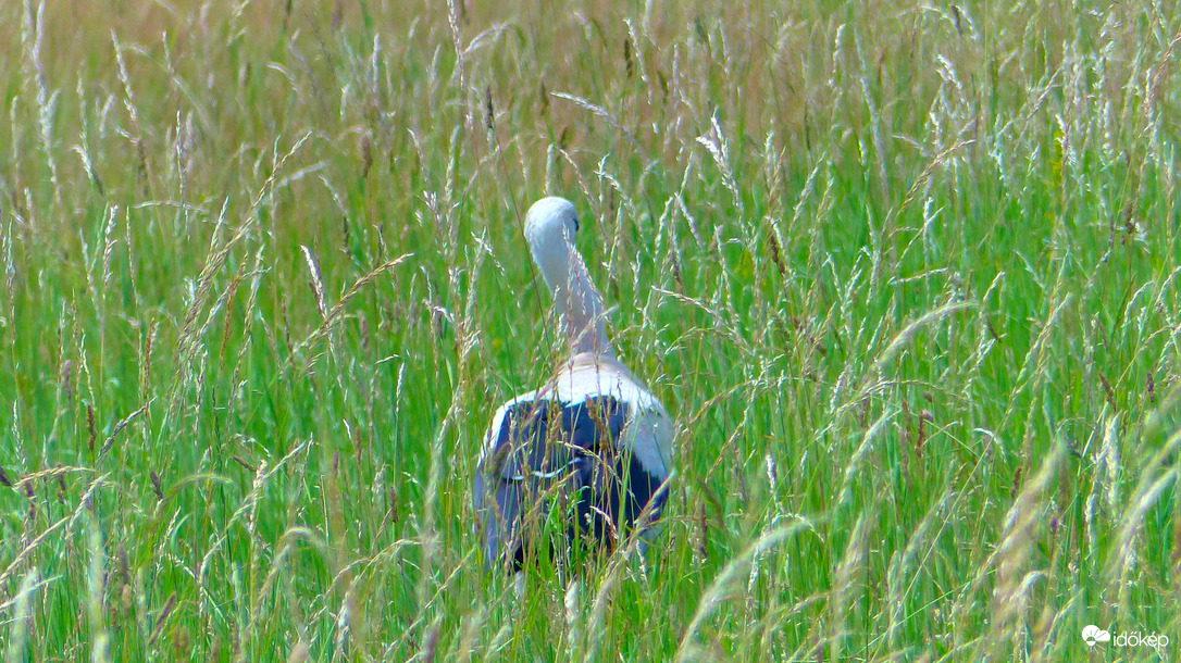 "Aranykalászos " gólya