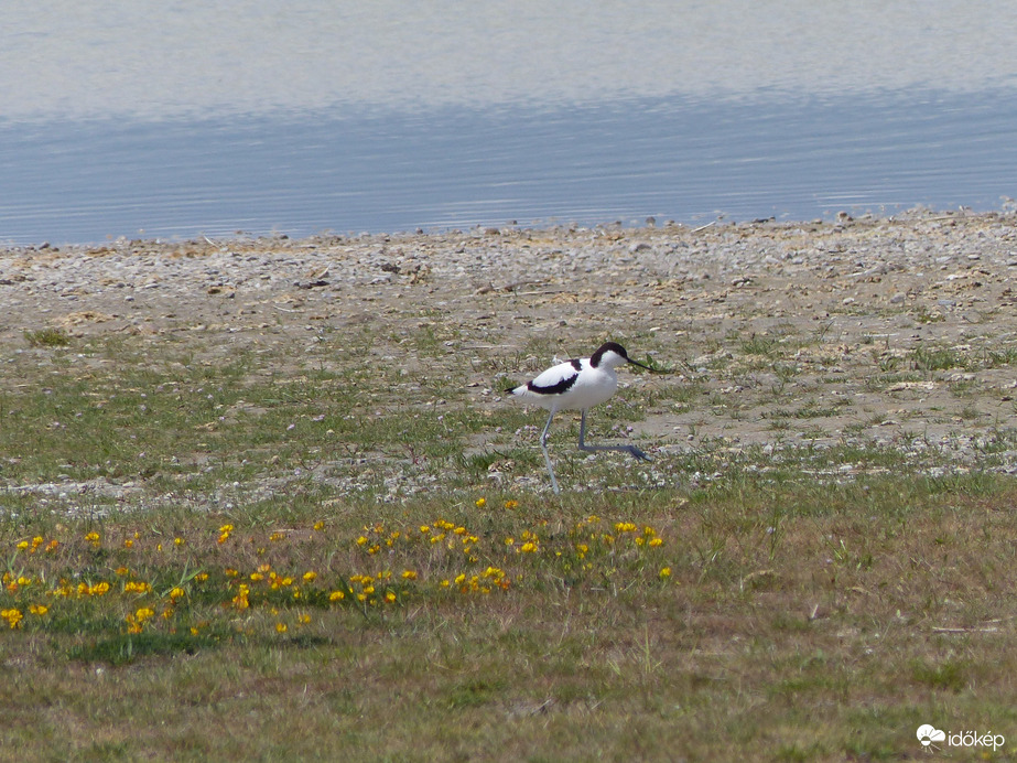 Kint vagyok a vízből