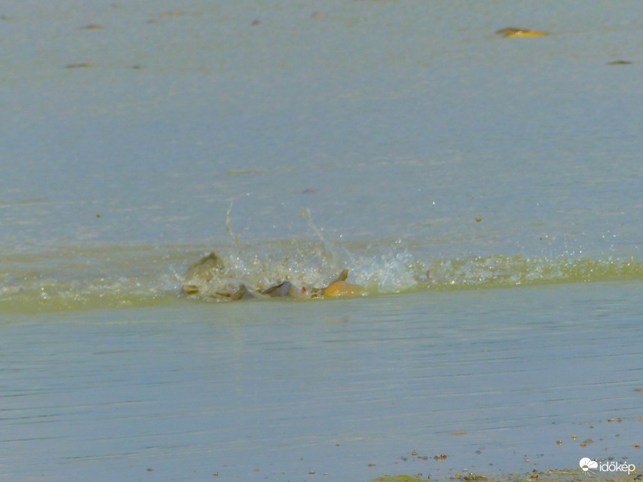 "Forrongó" halacskák