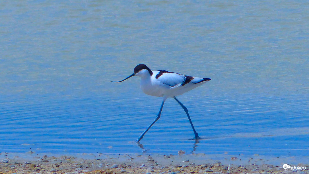 A kis "vízenjáró"