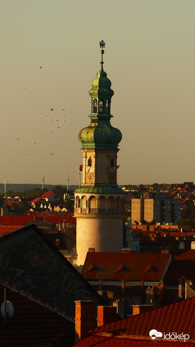 Madarak a soproni "kiflivel"