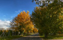 Szederfasor - ráadásul a Somfalvi úton 