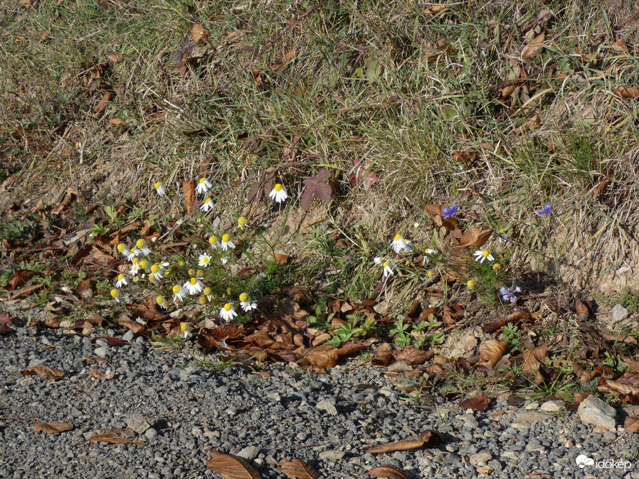 Novemberi virágmező