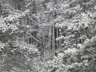Sűrű erdő rejtekén