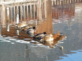 Abszolút "hőszigetelés) 