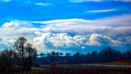 Felhők a szőlőben