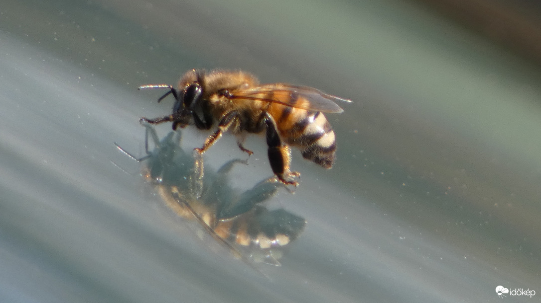 Korai MAJA és MÁSA