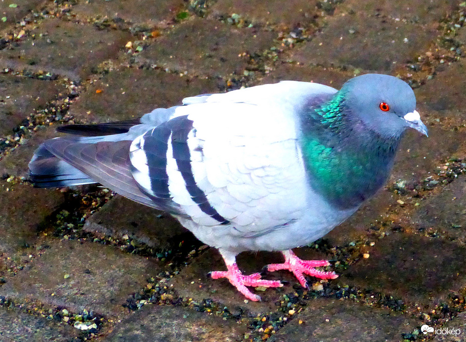 Még szerencs, hogy vízálló vagyok
