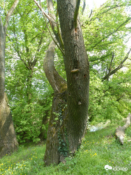 Szimbiózis