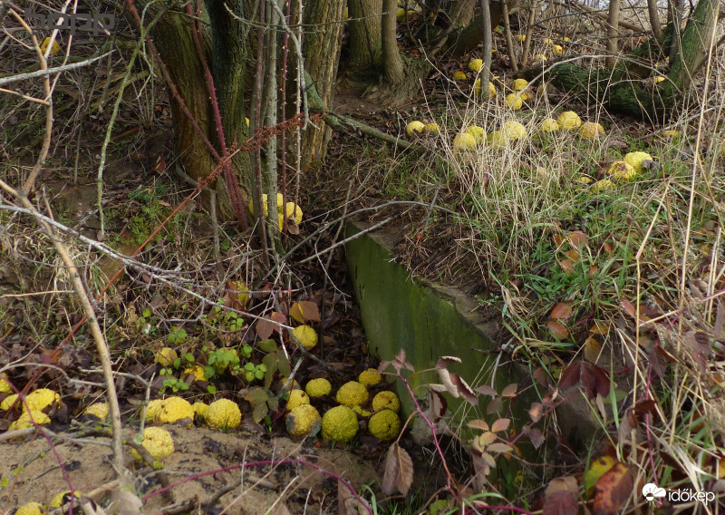 A termésnek is évvége