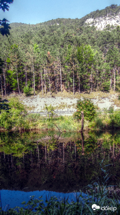 Fenyőerdő tükröződése