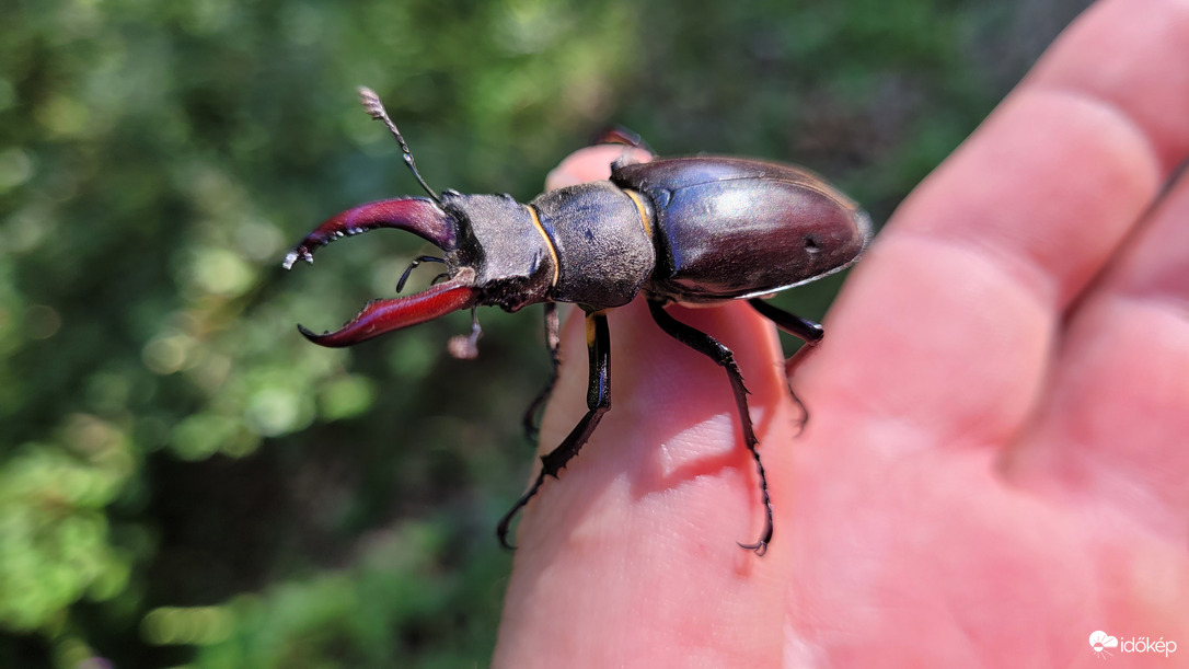 Shitiron beetle