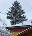 Regöly