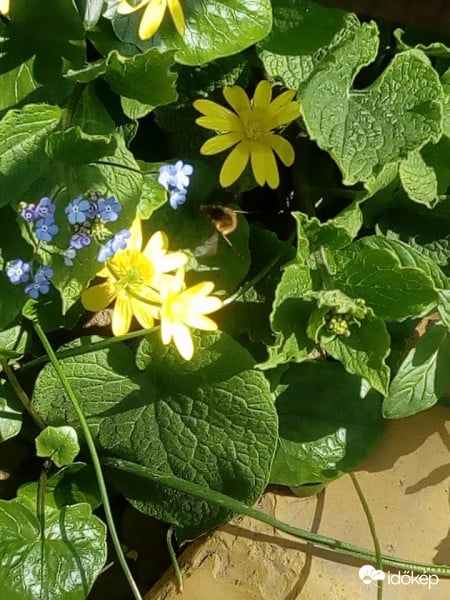 Méhecske és a Virág