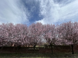 Hirtelen jött tavasz