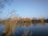 Gyula