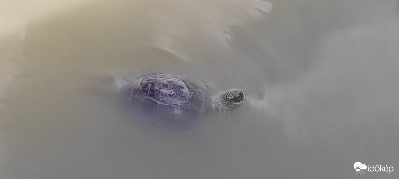 Mocsári teknős kb 2m-re