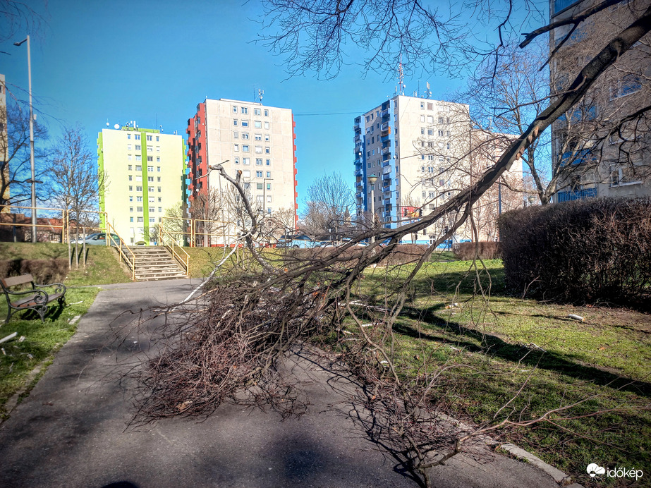 Siófok- Fák dőlnek ki a viharos szélben! 