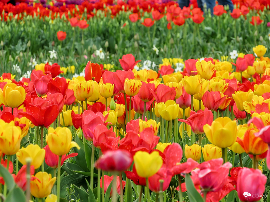 Tavaszi tulipánok.