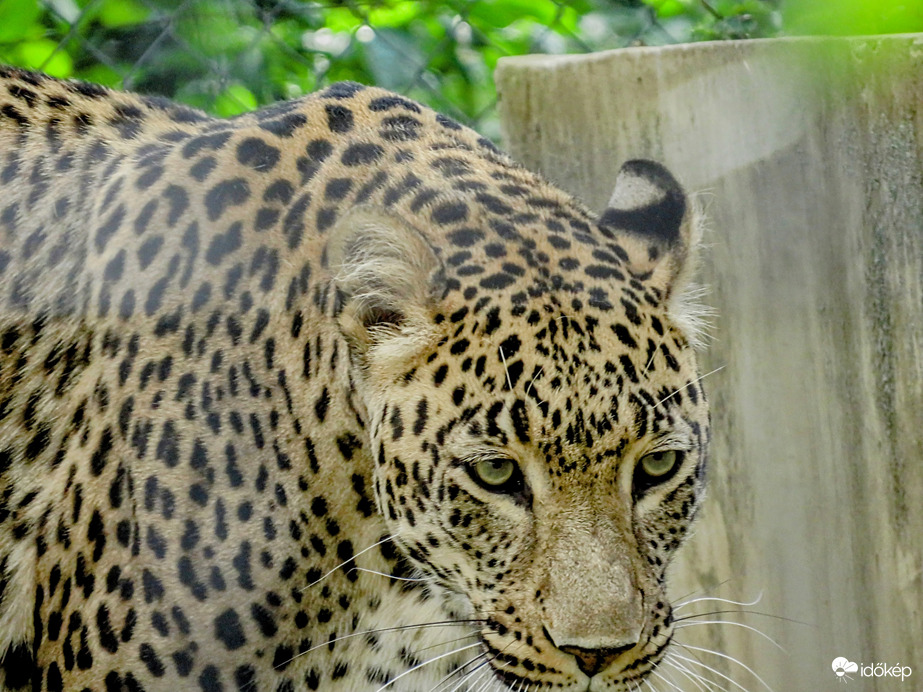 Perzsa leopárd. 