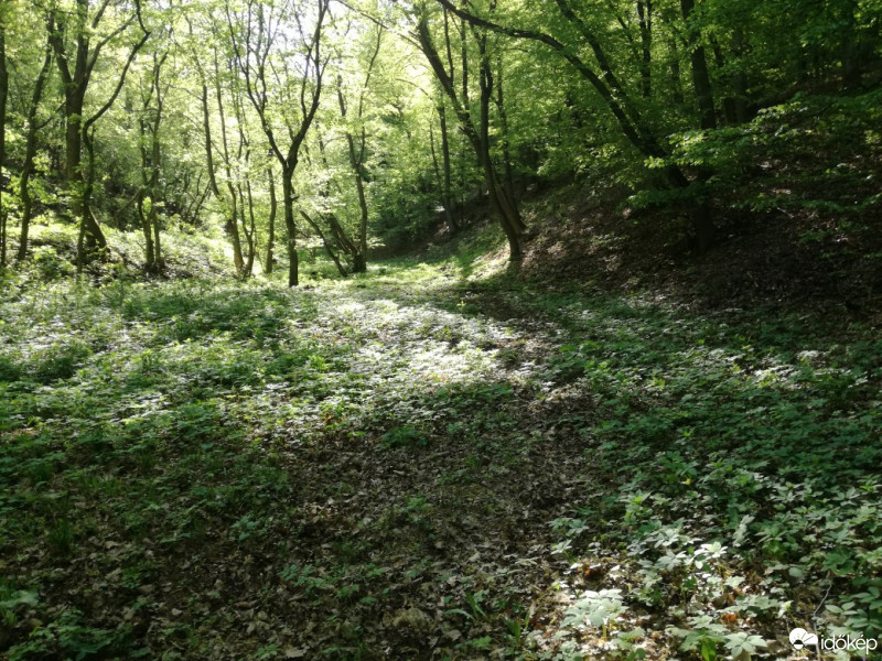 Felsőtárkány