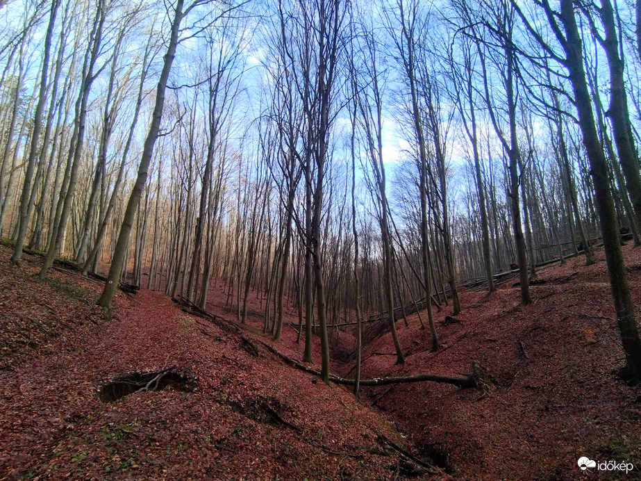 Bükkszentlászló melletti bükkös