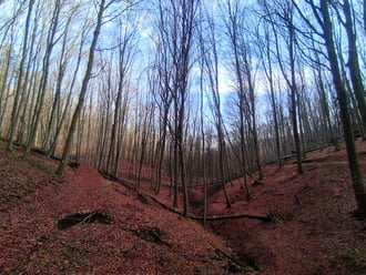 Bükkszentlászló melletti bükkös