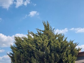 Vác