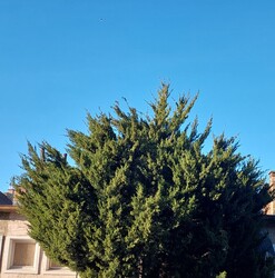 Vác